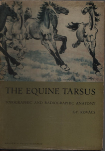 The equine tarsus - Topographic and radiographic anatomy