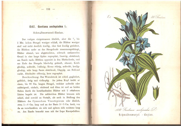 Flora von Deutschland (Sechzehnter Band. 52-60.)