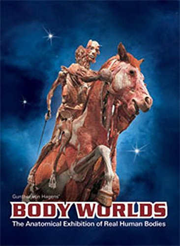Body Worlds The Original Exhibition of Real Human Bodies
