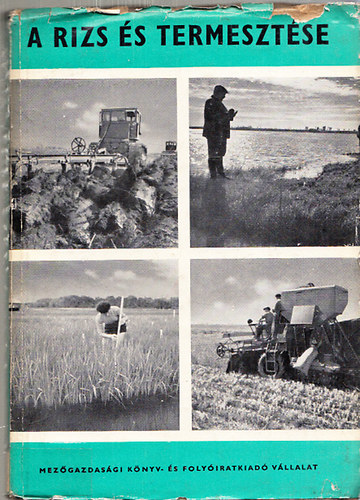 A rizs �s termeszt�se