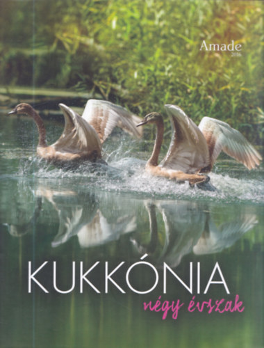 Kukknia 2. - Ngy vszak