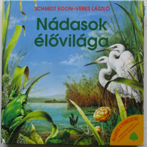 Ndasok lvilga