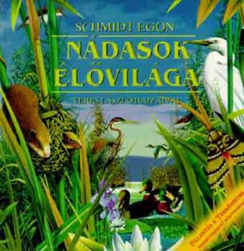 Ndasok lvilga