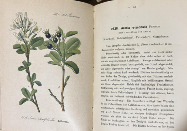 Flora von Deutschland (Fnfundzwanzigster Band. 102. Rosaceae.)