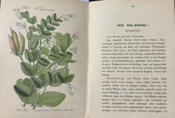 Flora von Deutschland (Vierundzwanzigster Band. 101-106)
