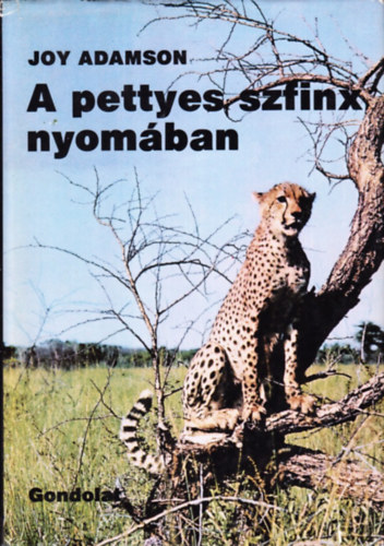 A pettyes szfinx nyomban