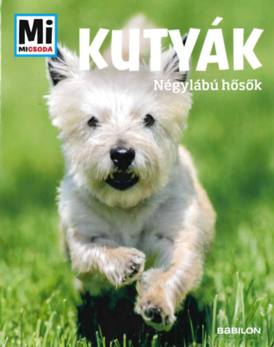 Kutyk - Ngylb hsk