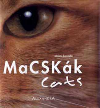 Macskk - Cats