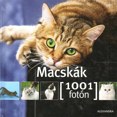 Macskk- 1001 fotn
