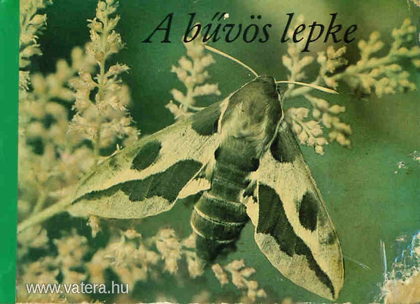 A bvs lepke