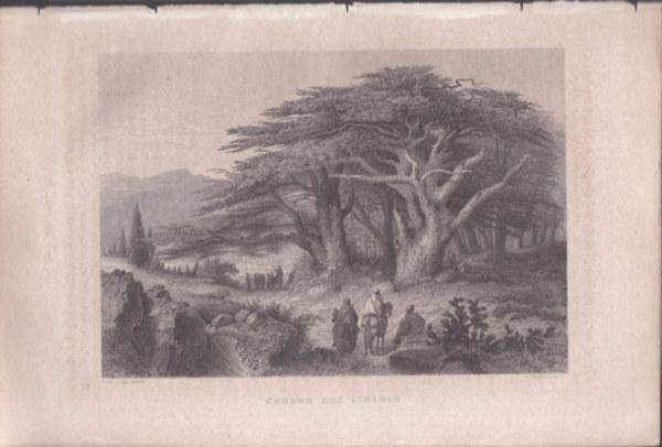 Cedern des Libanon (Libanoni cdrusok) (16x23,5 cm lapmret eredeti aclmetszet, 1856-bl)