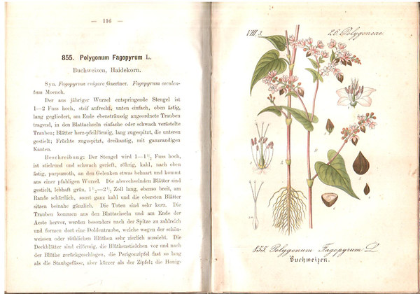Flora von Deutschland (Neunter Band. 23-29.)