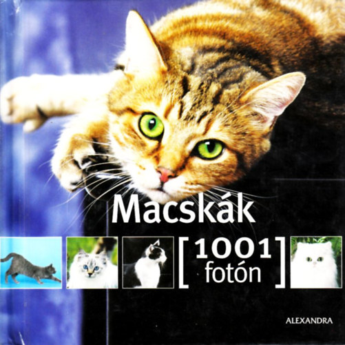 Macskk- 1001 fotn