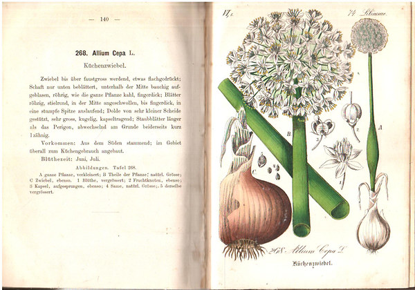 Flora von Deutschland (Dritter Band. 13-14.)