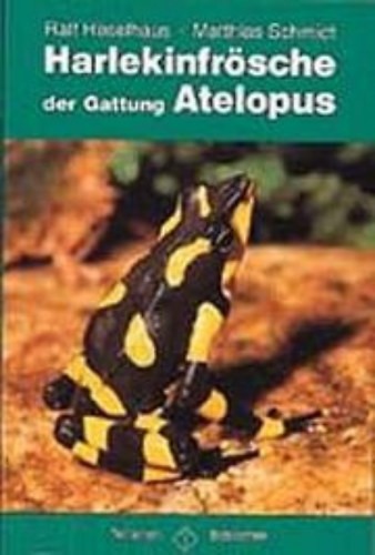 Harlekinfrsche der Gattung Atelopus