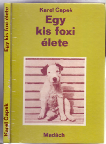 Egy kis foxi lete