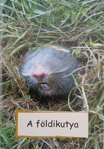 A f�ldikutya