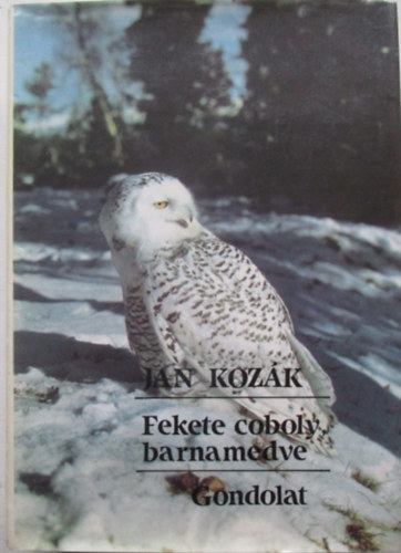 Fekete coboly, barnamedve