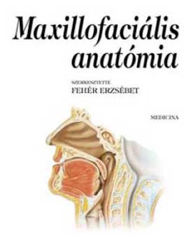 Maxillofacialis anatmia