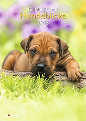 Hundeblicke 2018 Wandkalender: Faithful Friends